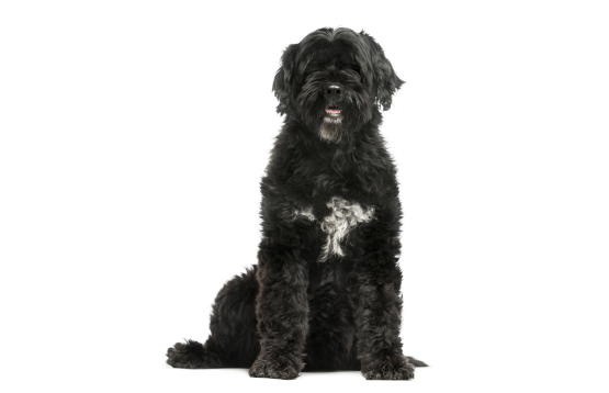 Portuguese Water Dog 